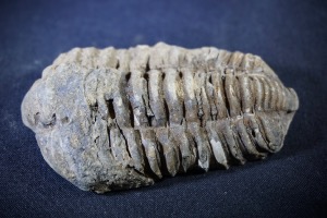 Flexicalymene Trilobite, from Morocco (No.725)
