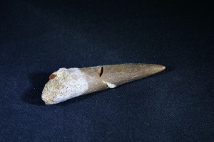 Plesiosaur Tooth, from Morocco (No.767)