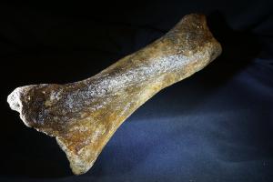 Woolly Rhino Bone, from North Sea Area, Ice Age (No.918)