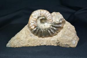 Aegasteroceras saggitarium Ammonite, from Scunthorpe, England, UK (REF:AEG4)
