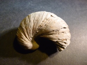 Gryphaea 'Devils Toe nail' Bivalve (selected)