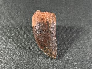 Carcharodontosaurus Dinosaur Tooth, from Sahara Desert, Morocco (REF:CDT5)
