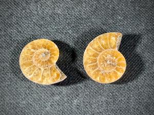 Cleoniceras Ammonite, from Madagascar (REF:CLEO8)
