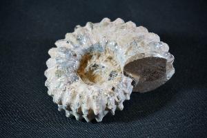 Douvilliceras Ammonite, from Madagascar (REF:DA1)