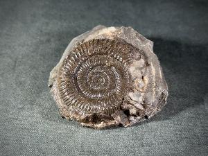 Dactylioceras Ammonite, from Whitby, Yorkshire, UK (REF:DACT8)