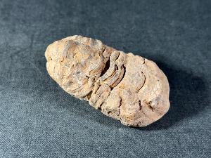 Flexicalymene Trilobite, from Morocco (FLEXI7)