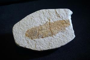 Knightia Fossil Fish, from Green River Formation, Wyoming, U.S.A. (REF:KF2010)