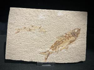 Knightia Fossil Fish, from Green River Formation, Wyoming, U.S.A. (REF:KNTIAFISH2)