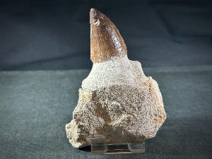 Mosasaur Tooth & Partial Jaw, from Morocco (REF:MOSPJ2)