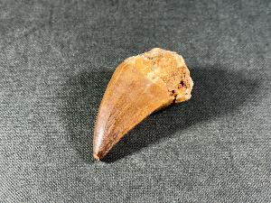 Mosasaurus Tooth, from Morocco (REF:MOST10)