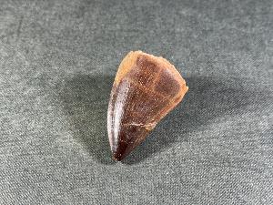 Mosasaurus Tooth, from Morocco (REF:MOST14)