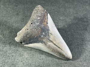 Megalodon Shark Tooth, from South Carolina, U.S.A. (REF:MT30)