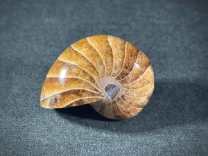 Polished Nautilus, from Madagascar (REF:POLNAU4)