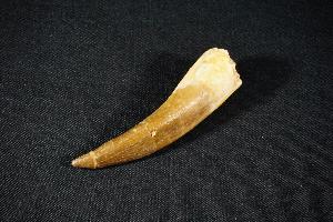 Plesiosaur Tooth, from Morocco (REF:PT8)