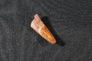 Pterosaur Tooth, from South East Morocco (REF:FPTM4)