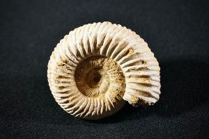 Perisphinctes Ammonite, from Madagascar (REF:PAM3)