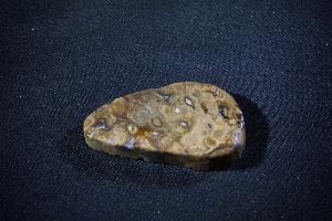 Stromatolite (REF:SS3)