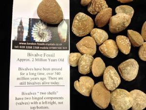 Bivalve - Fossil (Selected)