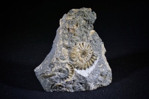 Arnioceras Ammonite, from Monmouth Beach, Lyme Regis, England (No.123)