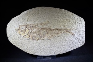 Diplomystus Fossil Fish, from Green River Formation, Wyoming, USA (No.125)