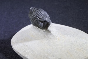 Proteus S.P Trilobite, from the Atlas Mountains, Morocco (No.129)