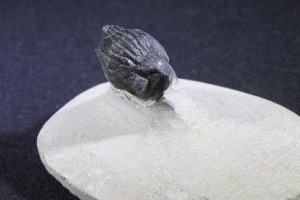 Gerastos S.P Trilobite, from the Atlas Mountains, Morocco (No.129)