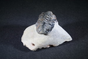 Reedops maurulas Trilobite, from Mount Atchana, Morocco (No.141)	
