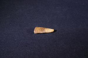 Pterosaur Tooth, from Kem Kem Formation, South East Morocco (No.22)