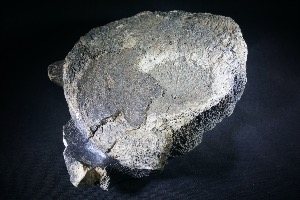 Mammoth Vertebrae, from North Sea Area, Ice Age (No.820)