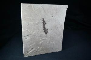 Fossil Leaf, from Colorado, U.S.A. (REF:FLC1)