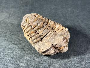 Flexicalymene Trilobite, from Morocco (FLEXI11)