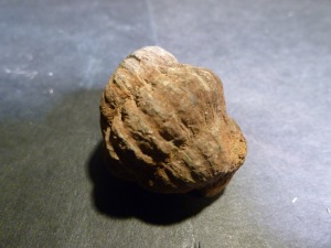 Trilobite - Flexicalymene Rolled Trilobite (No.24)