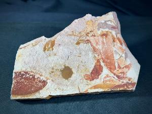 Glossopteris Leaves, from New South Wales, Australia (REF:GLOSS5)