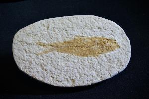 Knightia Fossil Fish, from Green River Formation, Wyoming, U.S.A. (REF:KF205)