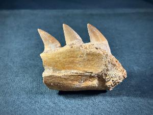 Mosasaur Tooth & Partial Jaw, from Morocco (REF:MOSPJ6)