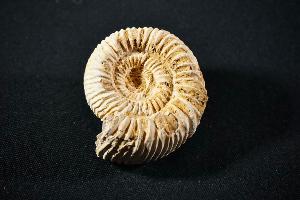 Perisphinctes Ammonite, from Madagascar (REF:PAM6)