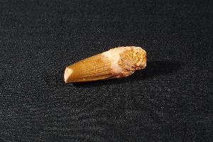 Spinosaurus Dinosaur Tooth, from Morocco (REF:SDT19)