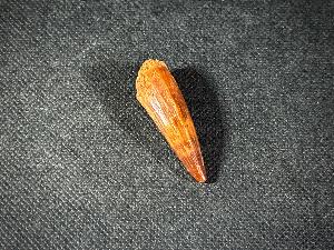 Spinosaurus Dinosaur Tooth, from Morocco (REF:SPINODT5)