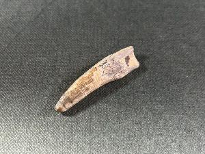 Suchomimus Dinosaur Tooth, from Niger, Africa (REF:SUCDT1)