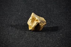 Triceratops horridus Tooth, from Lance Creek Formation, Wyoming, U.S.A. (REF:TDT1)