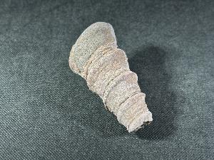 Turritella Shell, from Virginia, U.S.A. (REF:TURR1)