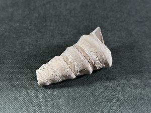 Turritella Shell, from Virginia, U.S.A. (REF:TURR5)