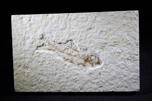 Knightia Fossil Fish, from Green River Formation, Wyoming USA (No.10)