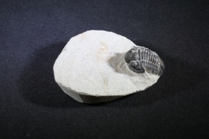 Proteus Trilobite, from the Atlas Mountains, Morocco (No.131)