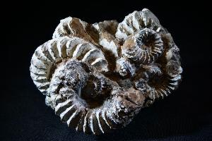 Pleuroceras spinatum Ammonite Cluster, from Unterstürmig, Germany (REF:160)