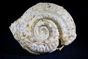 Hildoceras Ammonite, from Ilminser, Somerset, England (No.32)
