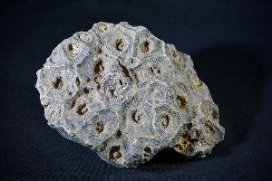 Fossil Coral Hexagonia, Western Sahara, Morocco (No.66)