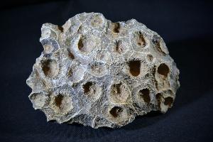 Fossil Coral Hexagonia, Western Sahara, Morocco (No.76)