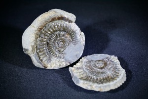 Dactylioceras Ammonite Halves, from Whitby, Yorkshire, UK (No.769)
