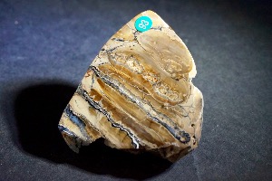 Mammoth Tooth Slice, from North Sea Area, Ice Age (No.93)